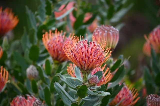 fynbos flower
